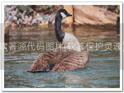 软著源代码图片(软著保护灵魂)
