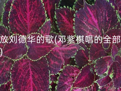 播放刘德华的歌(邓紫棋唱的全部歌曲)