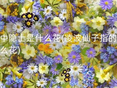 花中隐士是什么花(凌波仙子指的是什么花)