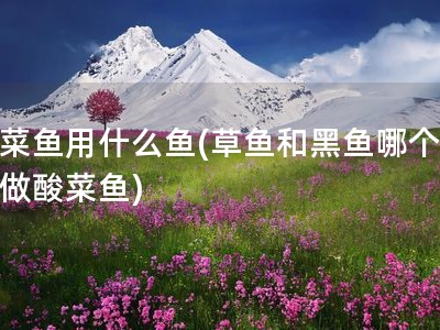 酸菜鱼用什么鱼(草鱼和黑鱼哪个适合做酸菜鱼)